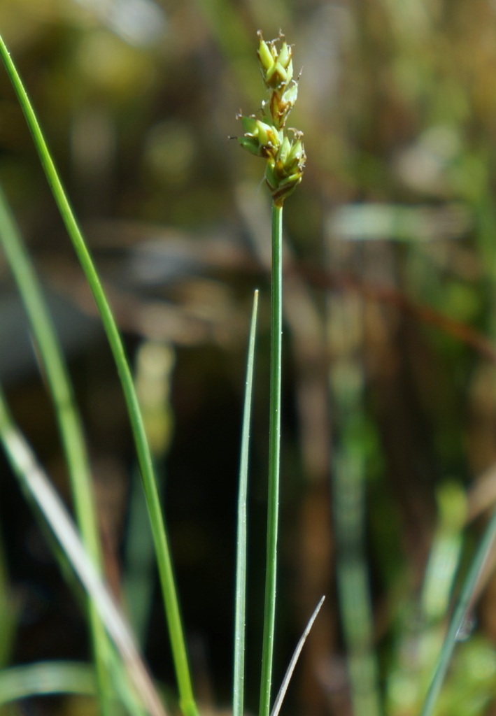 Image of Carex heleonastes specimen.