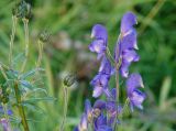 Aconitum baicalense. Часть соцветия и соплодия. Иркутская обл., Иркутский р-н, долина р. Иркут. 04.09.2015.
