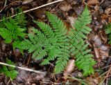 Pseudocystopteris spinulosa