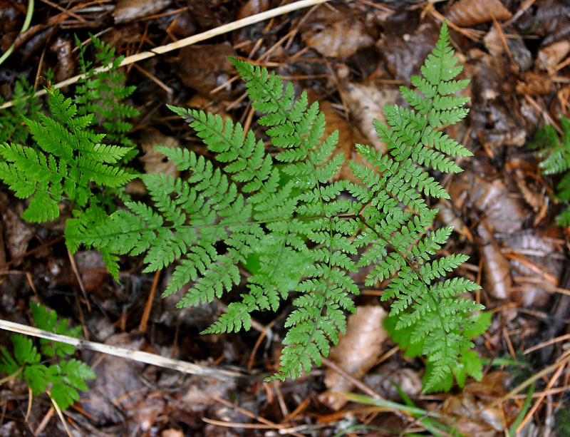 Изображение особи Pseudocystopteris spinulosa.