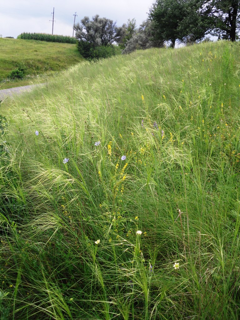 Image of Stipa capillata specimen.