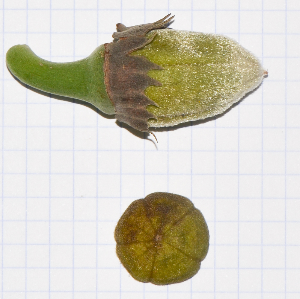 Image of Hibiscus elatus specimen.
