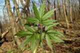 Cardamine quinquefolia. Листья (вид снизу). Республика Адыгея, дубово-грабовый лес к востоку от г. Майкоп. 07.03.2016.