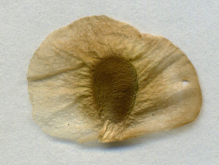 Image of Dioscorea caucasica specimen.