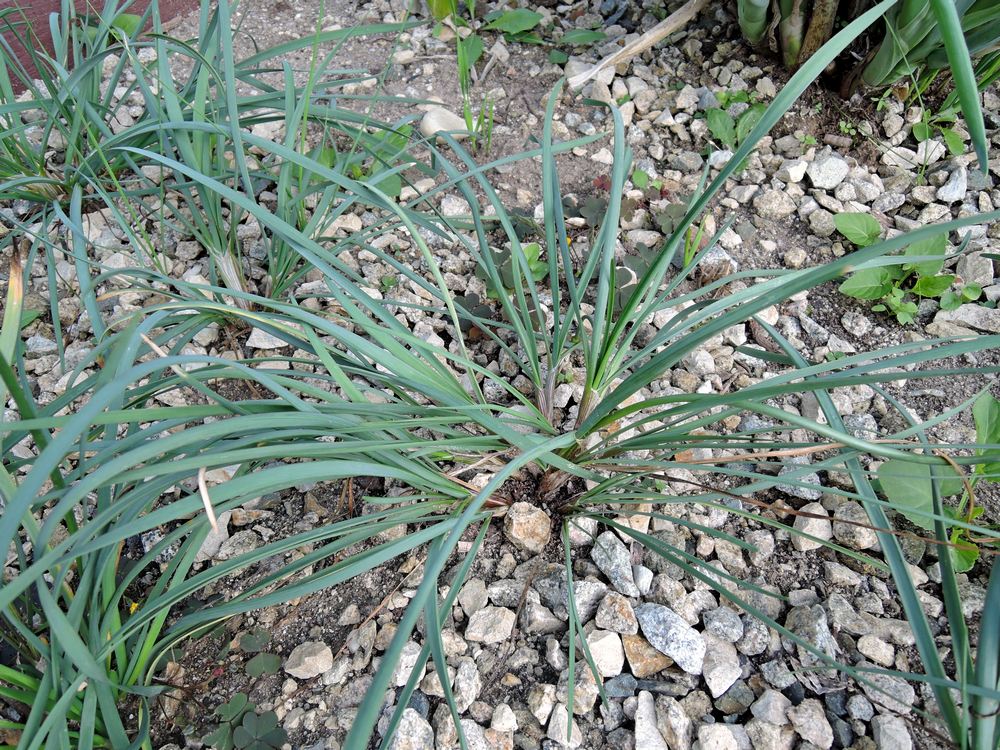 Image of Allium gubanovii specimen.