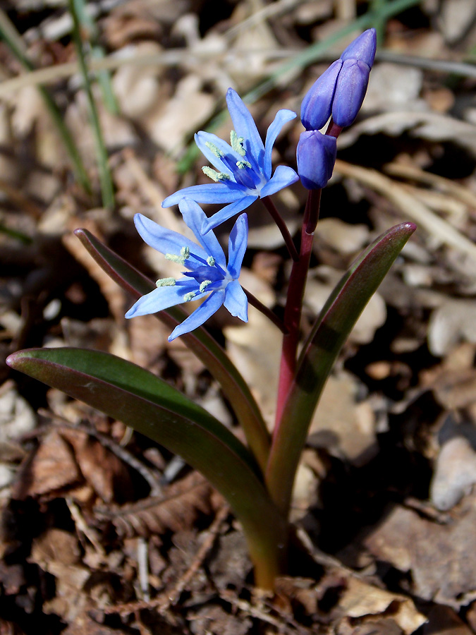 Изображение особи Scilla bifolia.