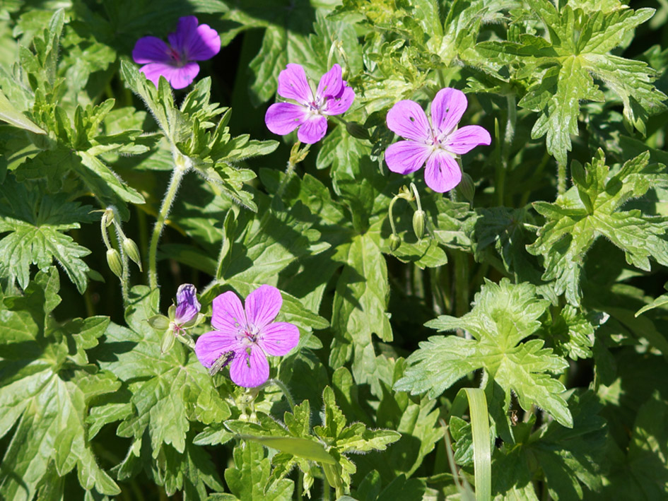 Изображение особи Geranium palustre.