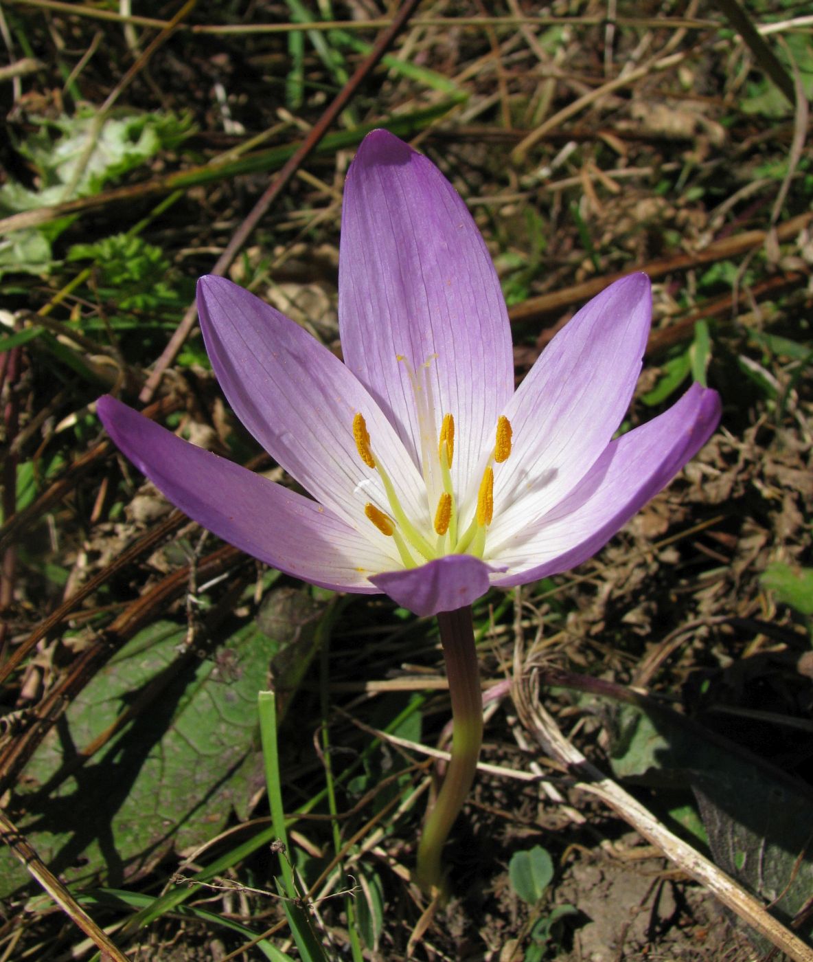 Изображение особи Colchicum speciosum.