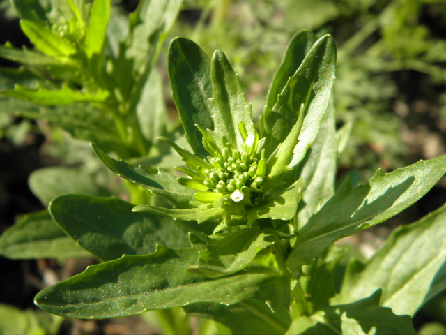 Image of Thlaspi arvense specimen.