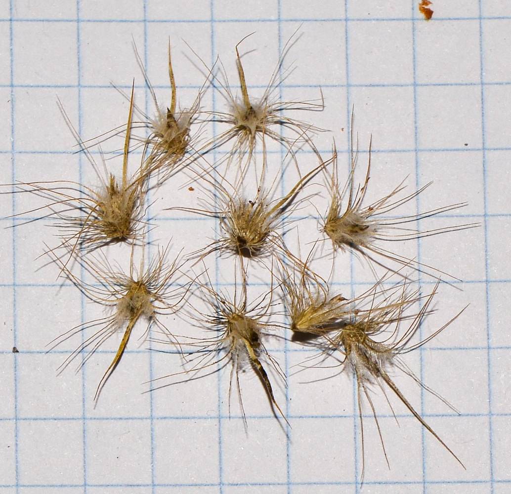 Image of Cenchrus ciliaris specimen.