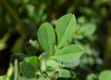 Medicago minima. Лист (верхняя сторона). Республика Адыгея, г. Майкоп, южная окраина города, луг между р. Белая и дубово-буково-грабовым лесом. 14.05.2016.