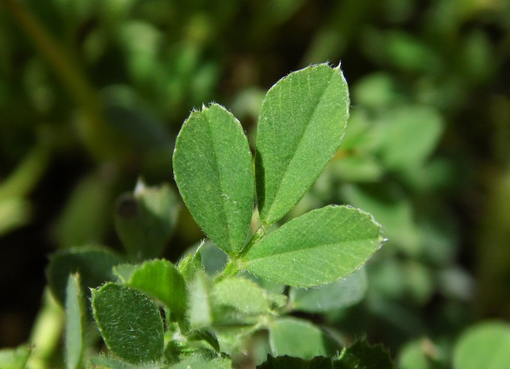 Image of Medicago minima specimen.