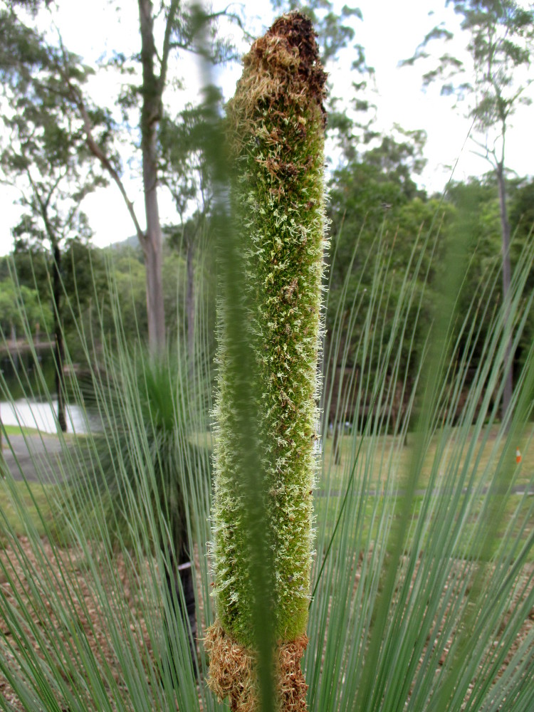 Image of Xanthorrhoea australis specimen.