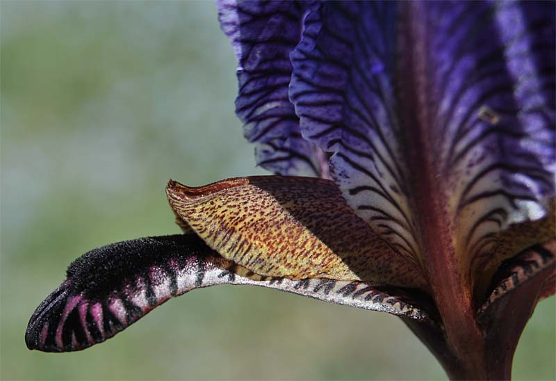 Image of Iris paradoxa specimen.