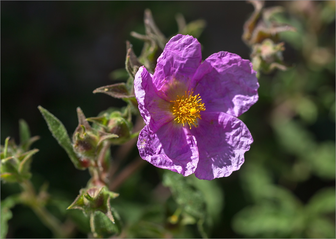 Изображение особи Cistus creticus.