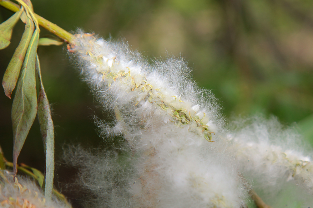 Image of Salix alba specimen.