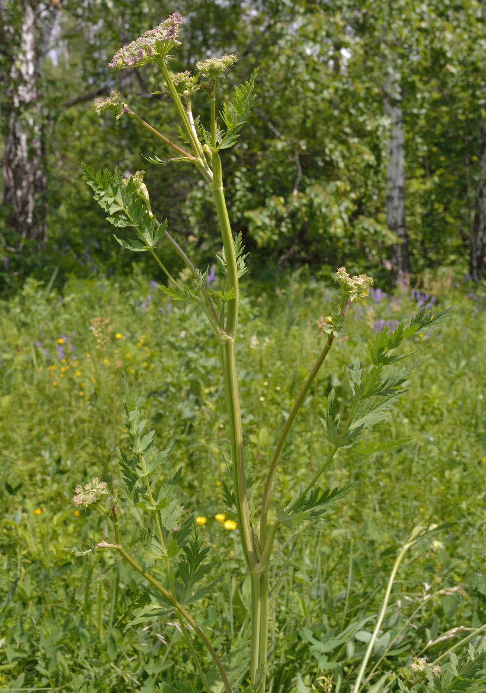 Image of Seseli libanotis specimen.
