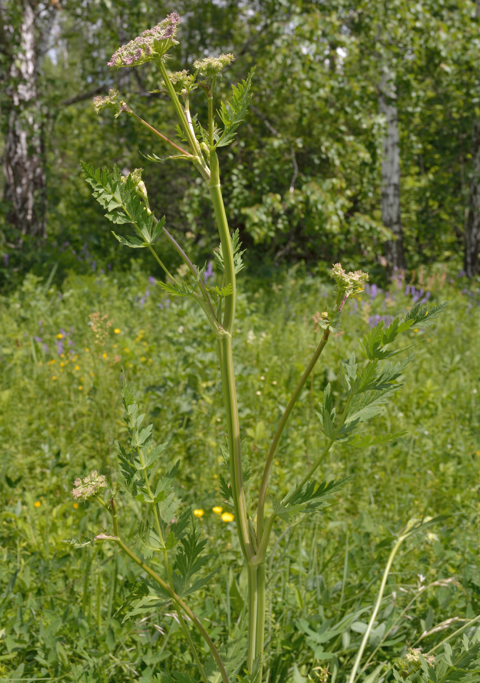 Image of Seseli libanotis specimen.