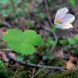 Oxalis acetosella