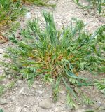 Sclerochloa dura