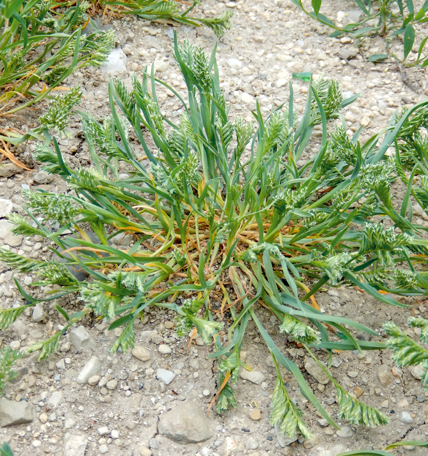 Изображение особи Sclerochloa dura.