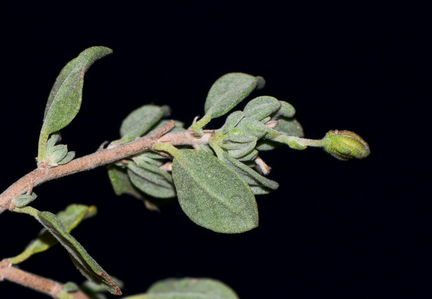 Изображение особи Helianthemum canariense.