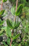 Hypericum linarioides. Часть побега. Кабардино-Балкария, Эльбрусский р-н, долина р. Ирик, ок. 2200 м н.у.м. 13.07.2016.