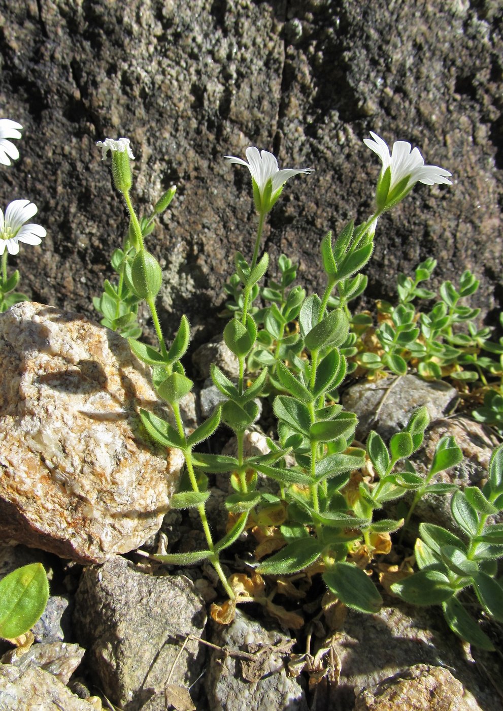 Изображение особи Cerastium polymorphum.