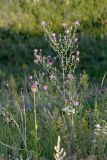 Centaurea stoebe