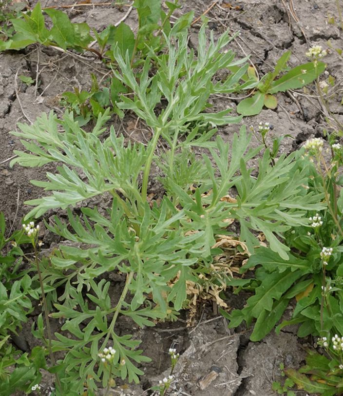 Изображение особи Artemisia absinthium.