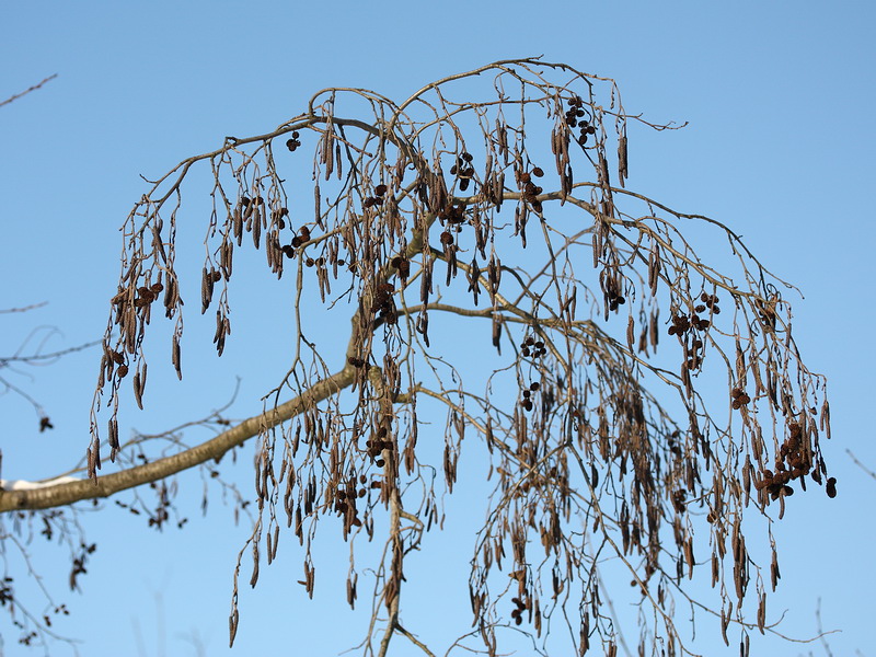 Image of Alnus incana specimen.