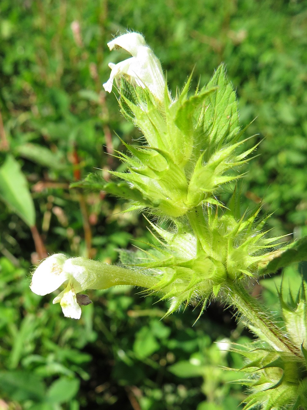 Image of Galeopsis speciosa specimen.