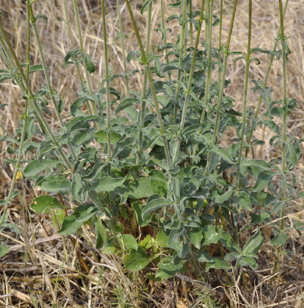 Изображение особи Silene exaltata.