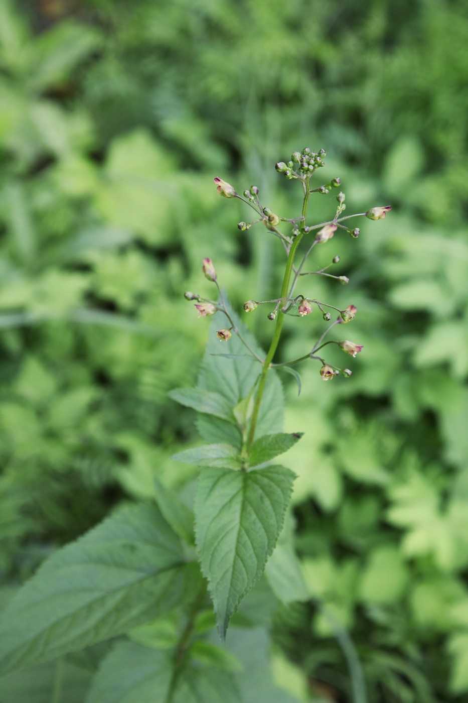 Изображение особи Scrophularia nodosa.