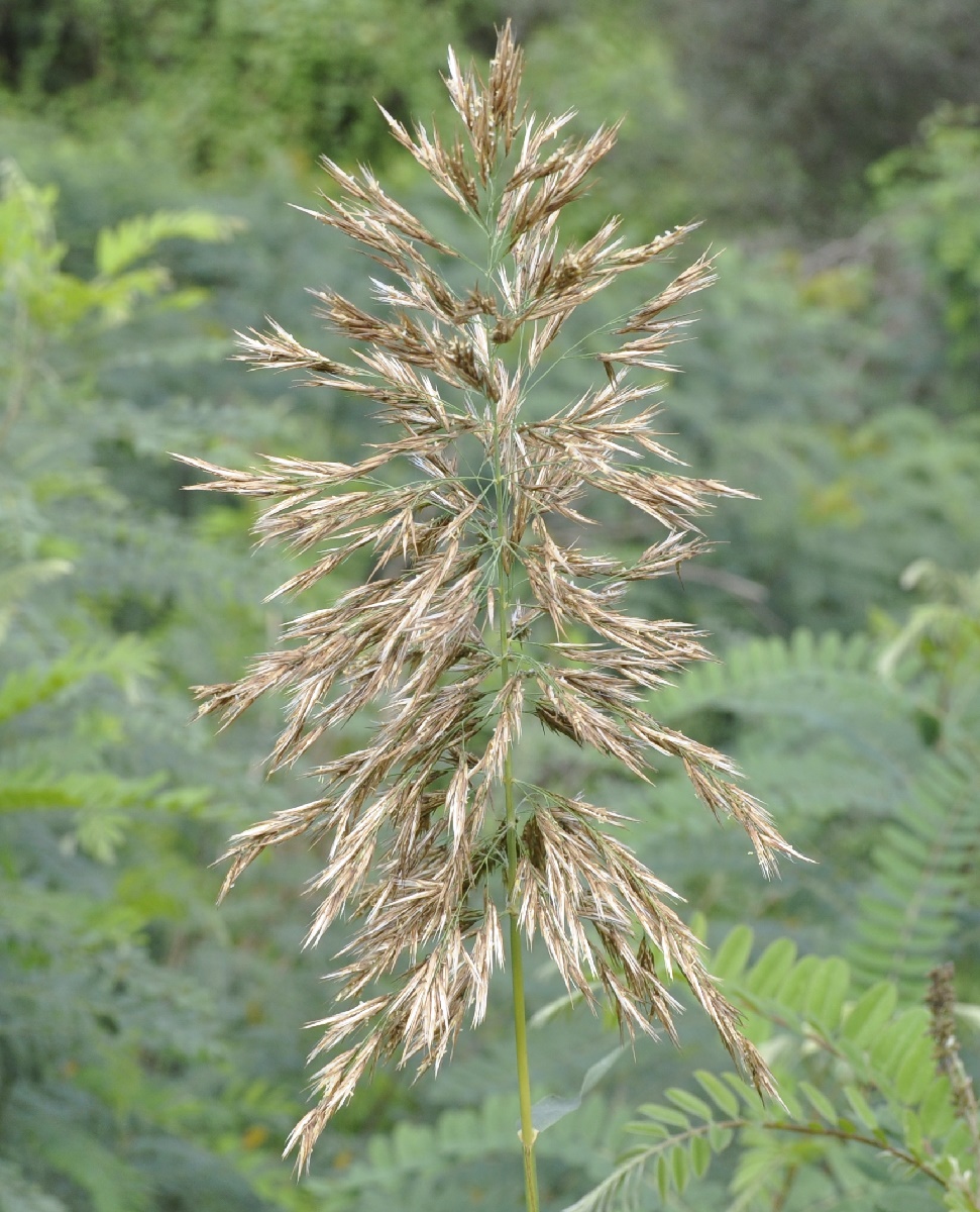 Изображение особи Phragmites australis.