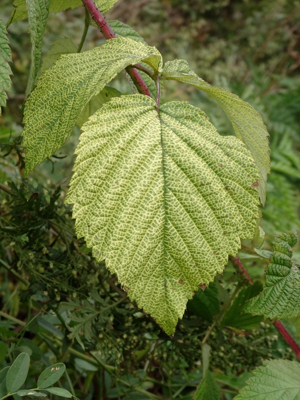 Изображение особи род Rubus.