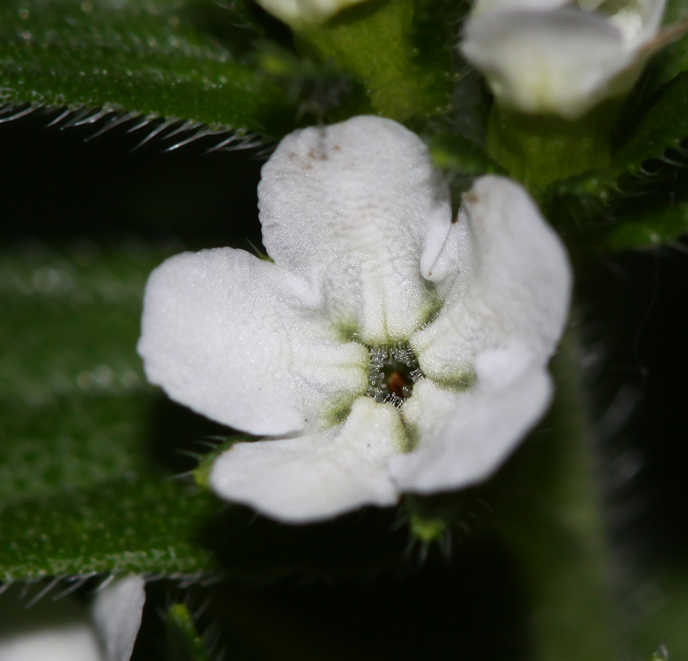 Image of Lithospermum erythrorhizon specimen.