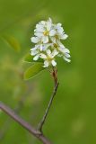 Amelanchier spicata. Часть ветви с соцветием. Республика Алтай, Шебалинский р-н, с. Камлак, Горно-Алтайский ботанический сад, экспозиция. 21.05.2016.