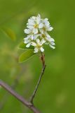 Amelanchier spicata