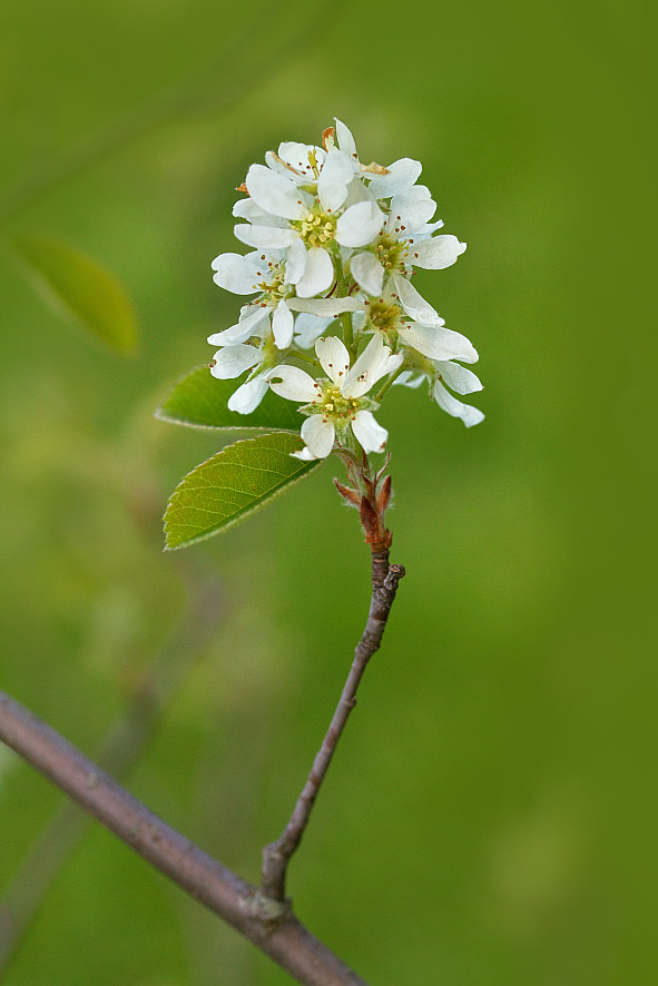 Image of Amelanchier spicata specimen.