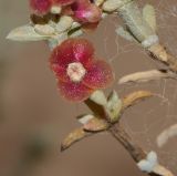 Salsola oppositifolia