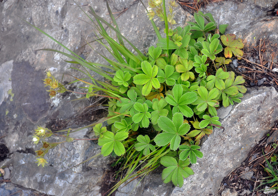 Изображение особи Potentilla brachypetala.