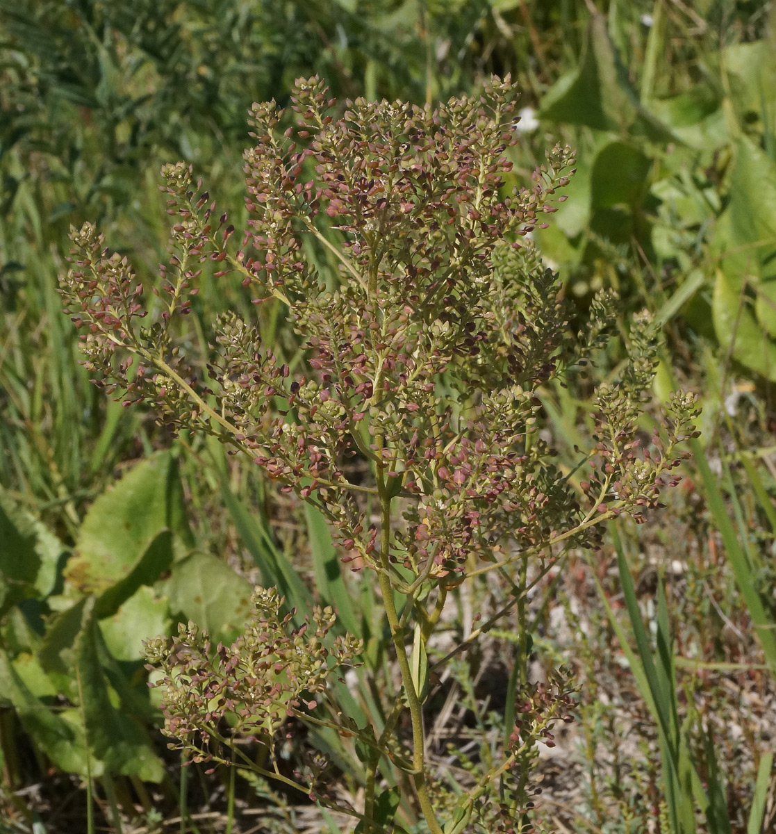 Image of Lepidium cartilagineum specimen.