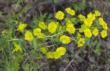 Euphorbia virgata. Верхушка цветущего растения с отдыхающей мухой. Московская обл., Дмитровский р-н, берег канала им. Москвы, луг. 13.06.2016.