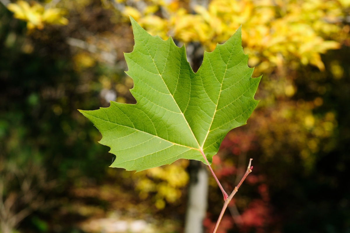 Изображение особи Platanus &times; acerifolia.