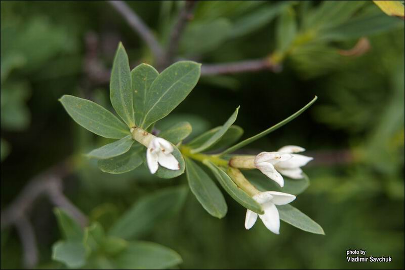 Image of Daphne taurica specimen.