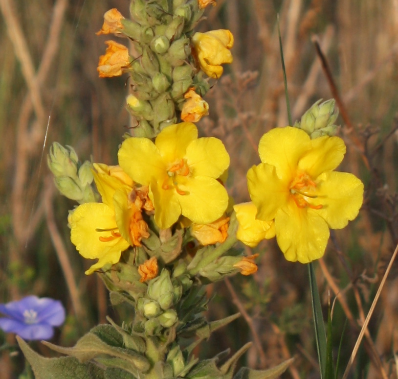 Изображение особи Verbascum phlomoides.