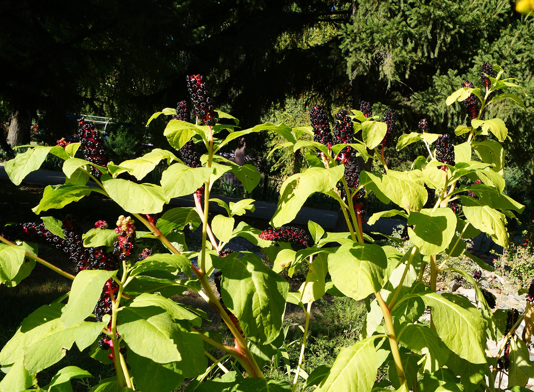 Изображение особи Phytolacca acinosa.