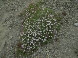 Gypsophila violacea. Куртина цветущих растений на крутом щебнистом склоне. Магаданская обл., Ольский р-н, Ольское побережье, распадок руч. Наледный. 15.07.2015.