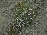 Gypsophila violacea